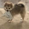 Female Pomeranian for sale