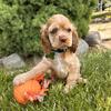 AKC Cocker Spaniel puppies!!!