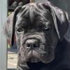 STUNNING BLACK CANE CORSO PUPPY!