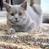 Lilac British shorthair female kitten