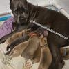 Cane Corso puppies born 5/24/25