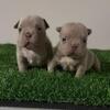 American Bully Puppies