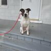 Mixed breed stud dog available