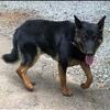 AKC German Shepherd Puppies call Ryan 678-300-3586