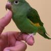 Canary Winged Parakeet - Brotogeris Chiriri