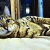 Bengal Kittens Available – TICA Registered