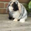 Harlequin Holland Lop Buck