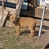 Australian  terrier.