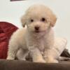 Toy Poodle Puppy Female 8 weeks old