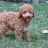 Poodle Puppy For Adoption