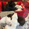Litter of 8 AKC Labrador puppies