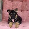 Beautiful AKC German Shepherd puppies for sale, experienced breeders