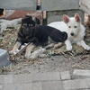 German Shepherd Puppies – 10 Weeks Old – Ready Now