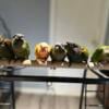 Sun Cheek Conure tame