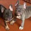 Frenchie Puppies Males & Females French Bulldog Puppies