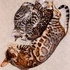 High Quality Bengal Kittens from Imported Lines