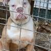 Merle Olde English Bulldogge