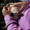 Seal Point Siamese Kittens Due Sept 15th