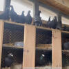 Black diamond racing pigeons