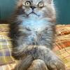 Available kittens:  Reputable breeder Chicago and Indiana locations!