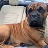 2 y/o Boerboel (South African Mastiff) for Stud Only