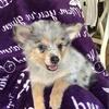 Female merle pomeranian for sale