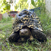 Young Male of South African Giant Leopard Tortoise