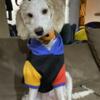 Rehoming 1 year old bernadoodle asap