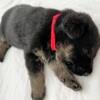 Beautiful 6 week old German Shepherd female