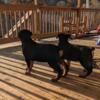 Akc rottweiler puppies 1000 full akc