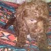 Yorkipoo tc POODLE Yorkiepoo X puppy dog pick up in Sacrmento CA