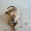 Pocket Bully, two years old female, duel registered