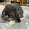 Sweet holland lop babies!