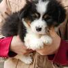Corgi Puppies