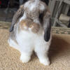 Holland Lop Buck