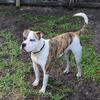 American Bulldog for Sale