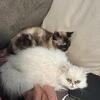 Two Adult Cats Looking for Home
