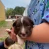 Adorable Aussie mix puppy