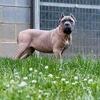 ICCF registered Cane Corso Female pups