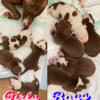 9 Pitbull puppies ready in 3 weeks