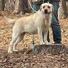 AKC English Labrador