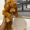 Toy poodles  beautiful males for sale. All puppies have shots and paper works