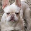 Platinum fluffy carrier frenchie male