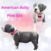 XL American Bully puppies for sale