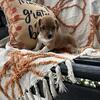 Jack Russell Terrier Puppies