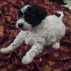 Yorkipoo Female puppy
