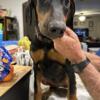 AKC American bred Doberman pup, black female, health tested
