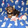 Yorkie puppies (ready now)