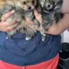 Pomeranian puppies male and female