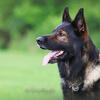 GSD Working line for stud